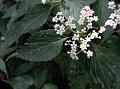 Starry Viburnum